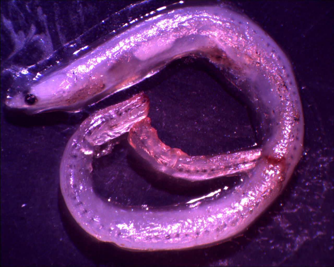glass eel of Japanese eel