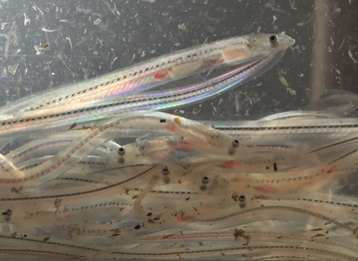 シラスウナギ専用漁具（特大） シラスウナギ専用漁具 シラスウナギ専用漁具（特大）